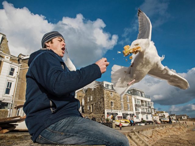 Исследование: чайки предпочитают еду, к которой прикасался человек