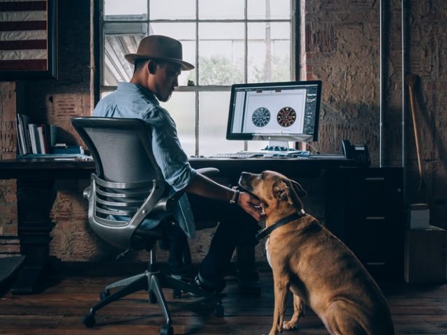 Исследование: больше половины работодателей одобряют pet-friendly офисы