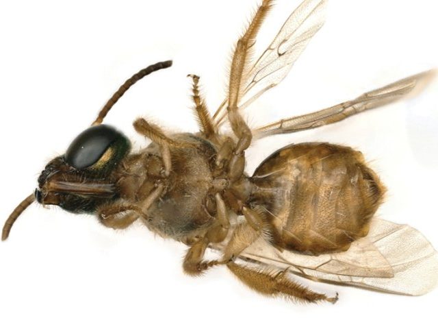 Найдена первая живая пчела-гинандроморф: она наполовину самка, наполовину самец