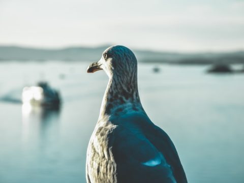Исследование: птицы могут судить о людях по их одежде