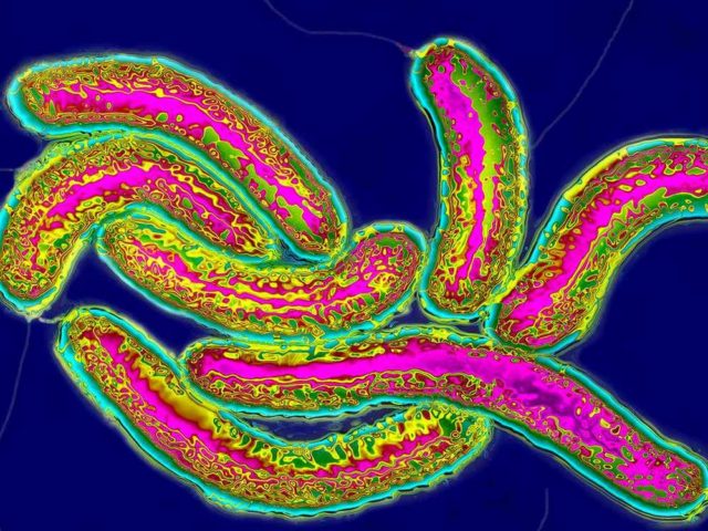 Грязная вода и выгребные ямы: какими путями холера в XIX веке проникала в большие города