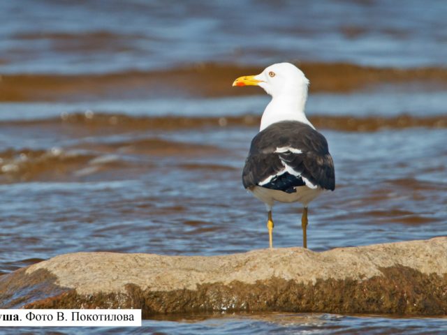 Клуша, красношейная поганка и дубровник вошли в Красную книгу России