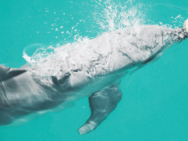 Дельфины соскучились по людям и начали приносить подарки на берег