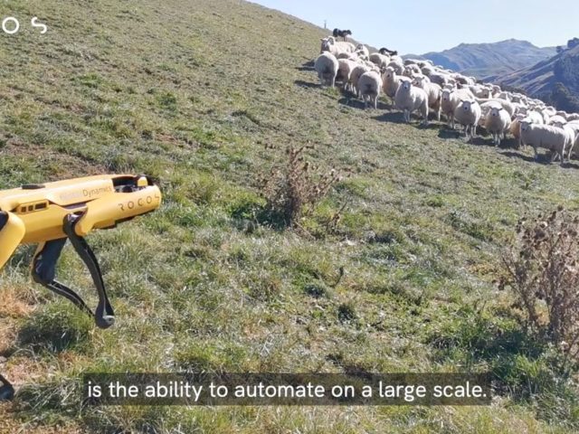 Собаку-робота от Boston Dynamics научили пасти овец