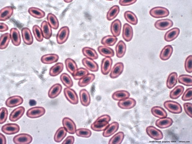 Искусственные эритроциты оказались даже лучше, чем настоящие