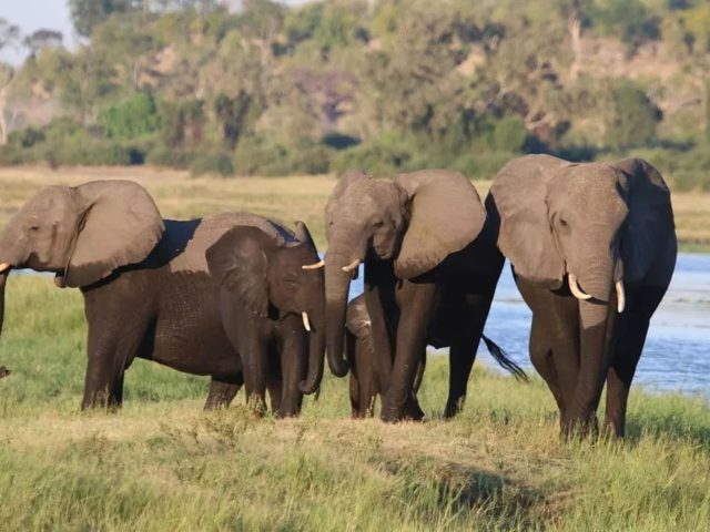 Борьба в стиле диско. Фермеры Ботсваны отпугивают слонов с помощью светошоу