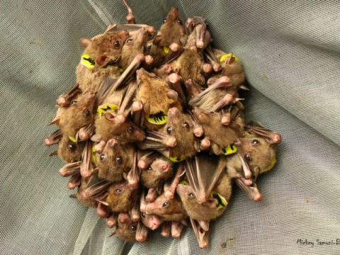 Ученые «перевели» разговоры летучих собак. Оказалось, крыланы любят ссориться