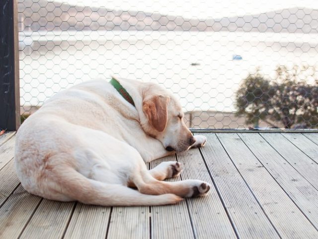 Ученые научились пересчитывать возраст собак в человеческие года с помощью ДНК