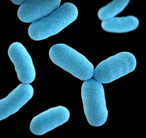 Исследование: фекальная пересадка улучшает когнитивные функции