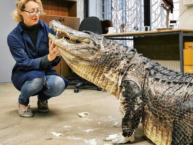 В Москве выставят чучело аллигатора Сатурна — легендарной рептилии-старожила, пережившей Вторую мировую, Советский Союз и начало пандемии