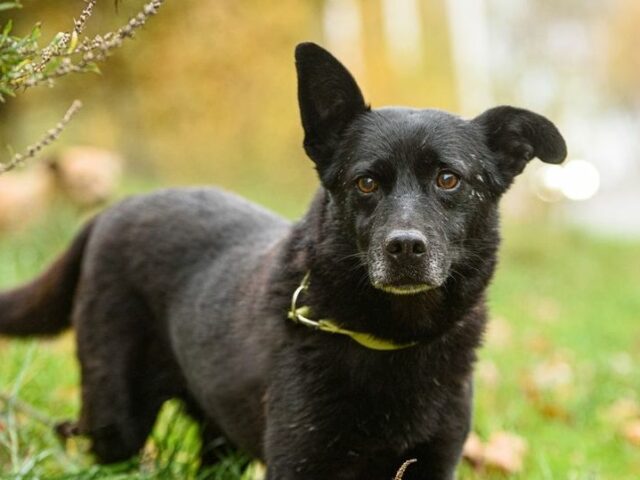 История: слепой пес сбежал от новых хозяев и пять дней по морозу шел к волонтеру