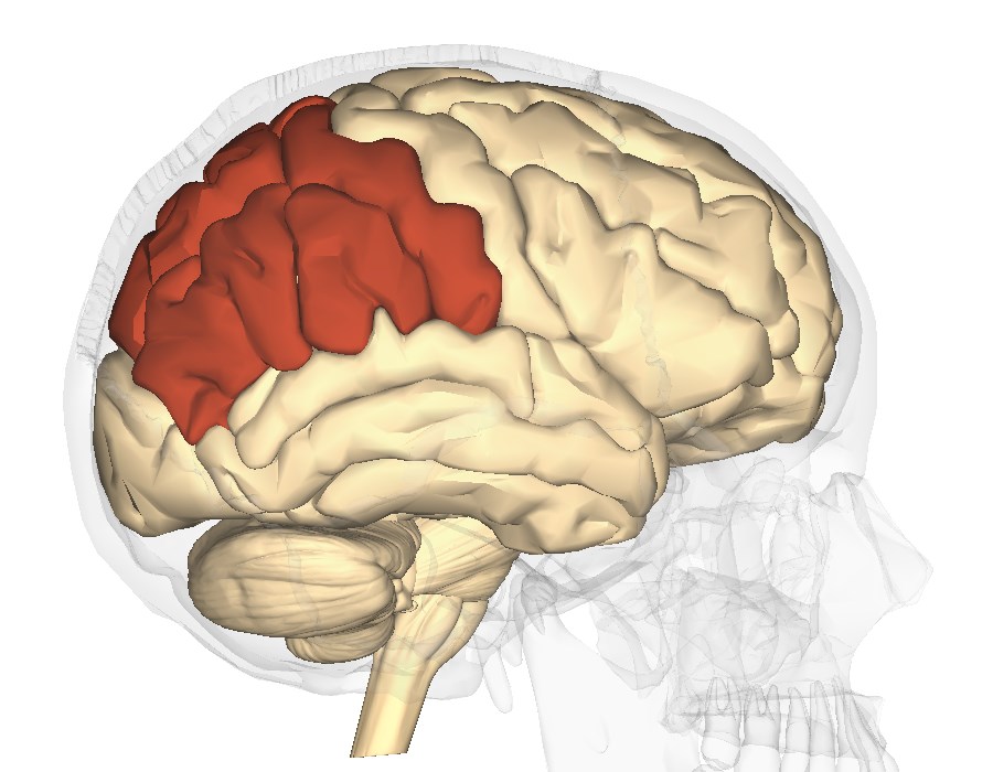 Нейроны в затылочной доле коры. Лобные и теменные доли головного мозга.