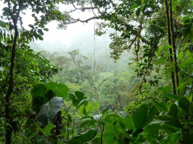 Дьявольская лягушка, бабочка-сатир и змея цвета флага. В Боливии открыли двадцать новых видов животных и растений