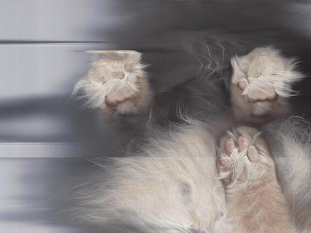 В России завершились испытания первой в мире вакцины для профилактики аллергии на кошек