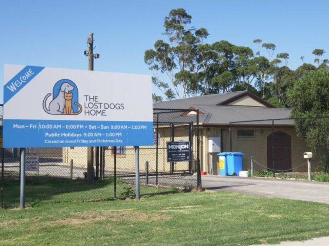 Вооруженный австралиец захватил приют для животных, чтобы забрать свою кошку