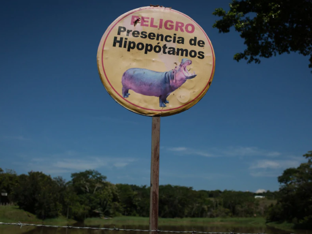 Ученые назвали «кокаиновых» бегемотов Пабло Эскобара угрозой экологии Колумбии