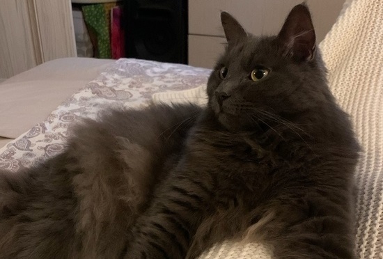 Сбежавший с авиарейса «Ярославль — Санкт-Петербург» кот Кузя нашелся спустя пять месяцев