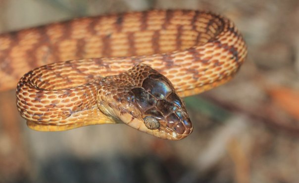 Ученые открыли новый вид передвижения змей — «лассо». Он очень медленный и энергозатратный