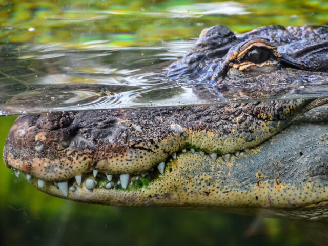 История: австралиец сбежал от полиции, попал в ловушку с крокодилами и голым сидел на дереве, пока его не спасли рыбаки