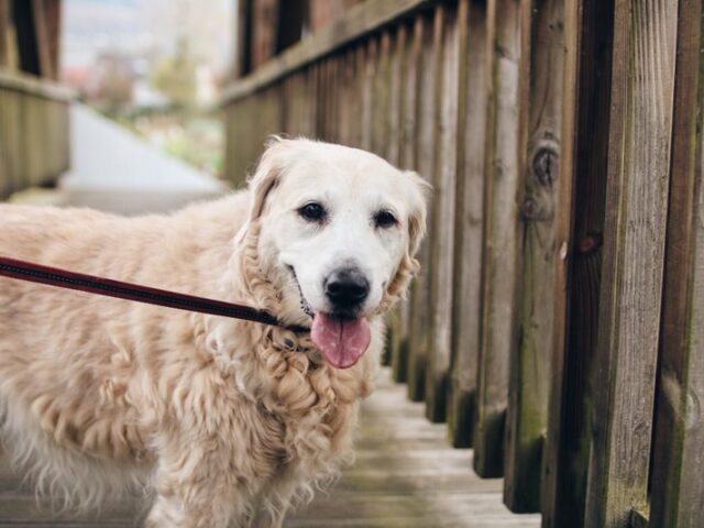 В Швейцарии собаки спасли погребенных под лавиной хозяев