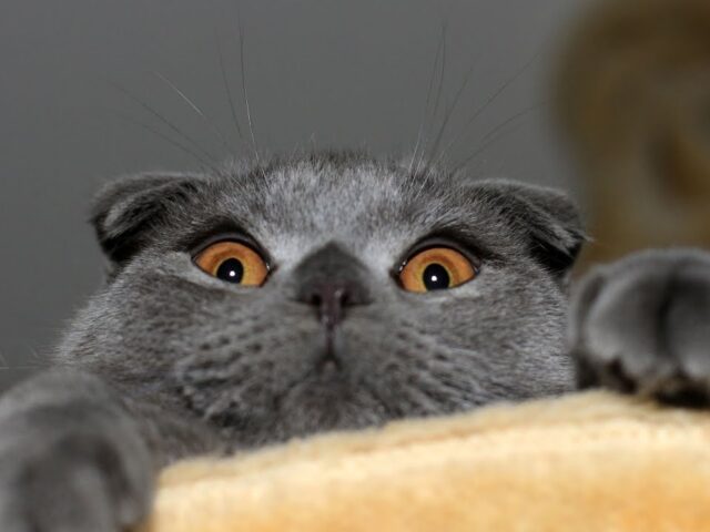 Исследование: игры с котом помогают сохранить дикую природу