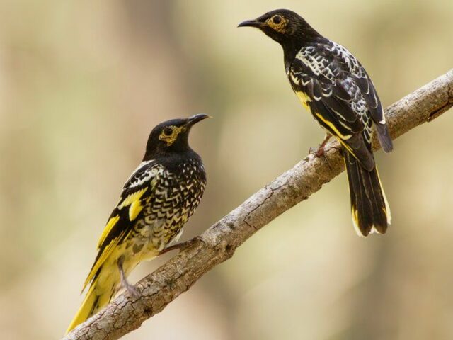 Редкие австралийские птицы забыли свои песни из-за одиночества. Петь их учат орнитологи