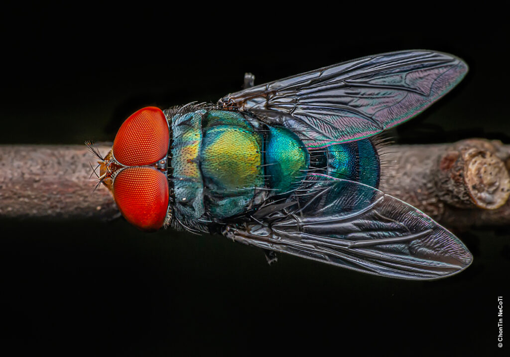 Как вылупляются мухи из опарышей: всё, что нужно знать
