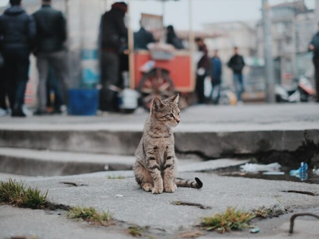 В Херсоне бродячих котов признали частью городской экосистемы