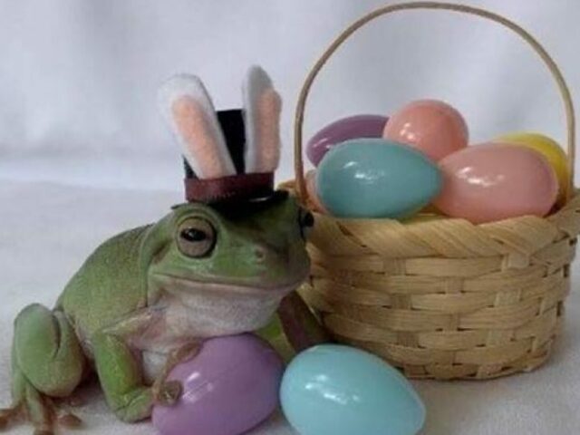 В США в конкурсе пасхальных кроликов победила лягушка
