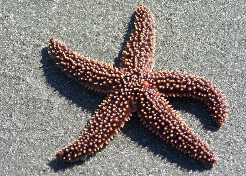 Морские звезды биология. Морская звезда Asterias. Asterias amurensis морская звезда. Астерия Амурская морская звезда. Амурская морская звезда (Asterias amurensis).