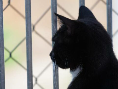 В США сбежавший кот вернулся к хозяину спустя четыре года