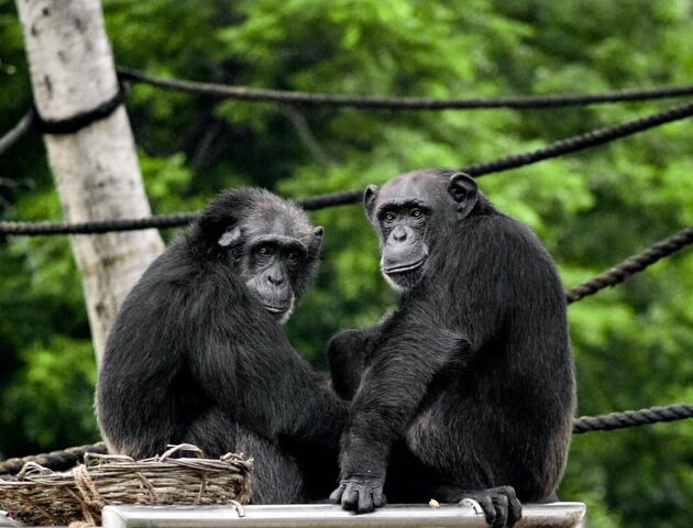 Ученые предполагают, что животные могут создавать собственную культуру и традиции