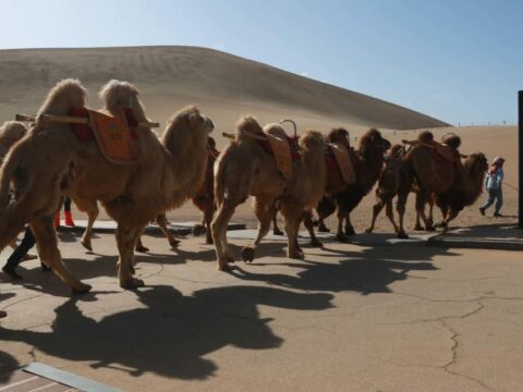 В Китае установили первый в мире светофор для верблюдов