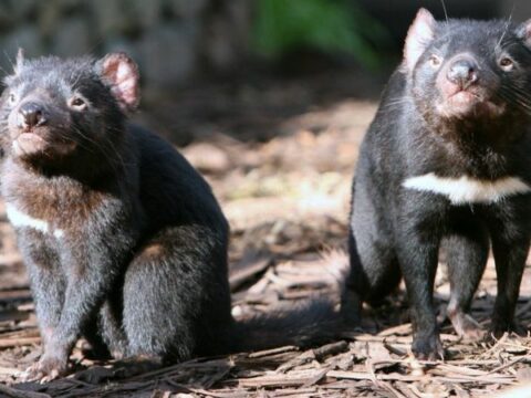 Тасманийские дьяволы впервые за три тысячи лет родились на материковой Австралии