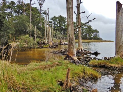 Исследование: коряги в затопленных лесах-призраках портят воздух парниковыми газами