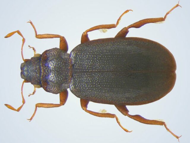В Австралии нашли жука, который вверх ногами ходит по воде