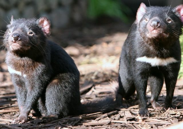 Тасманийские дьяволы уничтожили популяцию пингвинов на австралийском острове