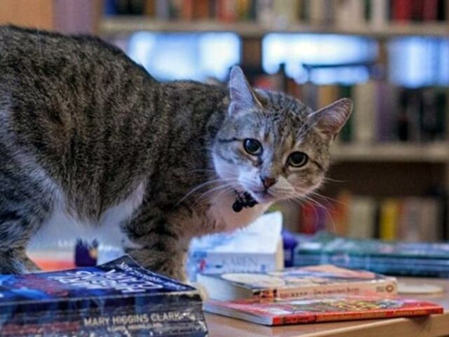 Лучшей служебной кошкой России стала Муся из петербургской библиотеки