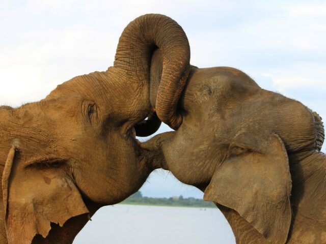 Исследование: слоны всасывают пищу со скоростью 536 км/ч