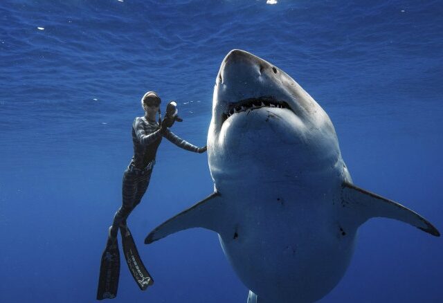 В Австралии нападения акул перестали называть атаками — это портит имидж хищников