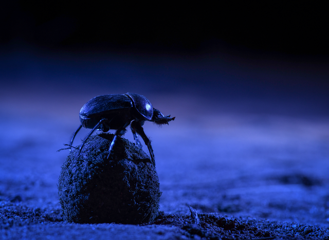 Искусственный свет мешает навозным жукам передвигаться