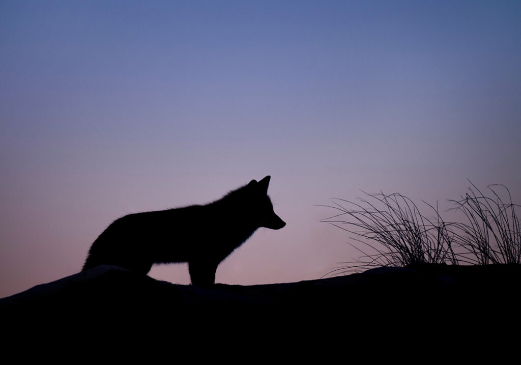 Как живут волки в стае, волчица защищает волчат