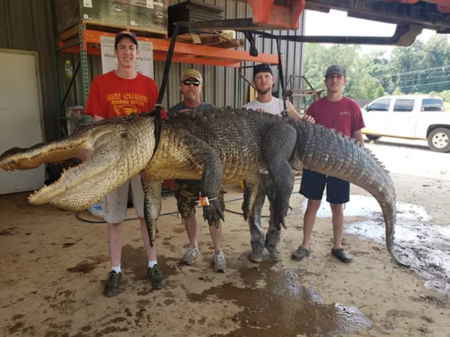 В желудке огромного аллигатора из Миссисипи нашли артефакт возрастом шесть тысяч лет