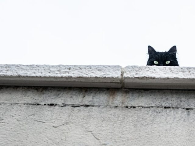 Котов не успокаивает запах хозяина, если его самого нет рядом, говорят ученые