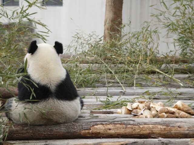 Избалованные комфортными условиями панды не хотят заводить потомство и живут в свое удовольствие