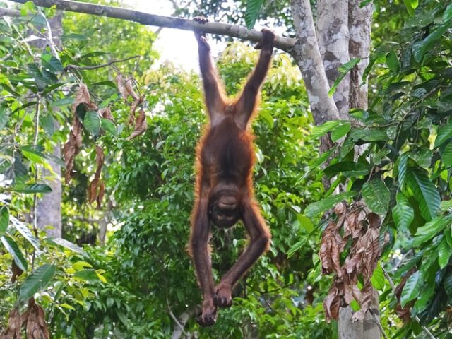 Исследование: треть видов деревьев на Земле находится под угрозой исчезновения