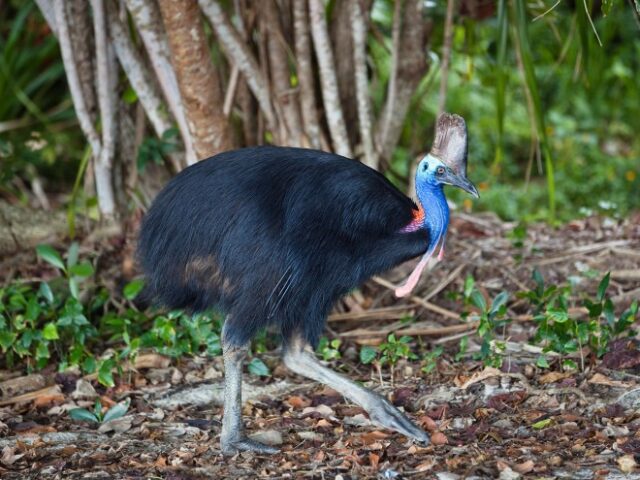 Люди пытались приручить самую опасную в мире птицу
