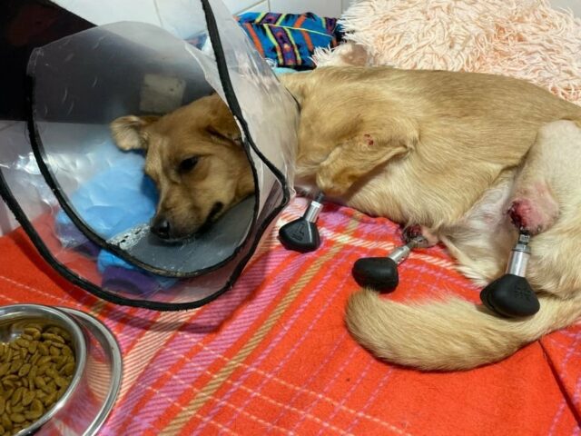 Российские ветеринары первыми в мире установили собаке протезы на все лапы