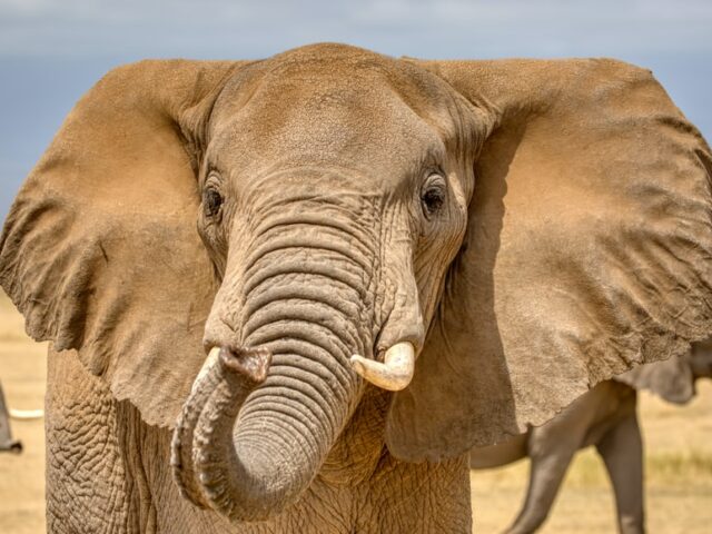 Хобот слонов может быть самым чувствительным органом в животном мире, говорят ученые