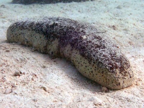 Морские огурцы оказались под угрозой уничтожения. Австралийские ученые просят их спасти
